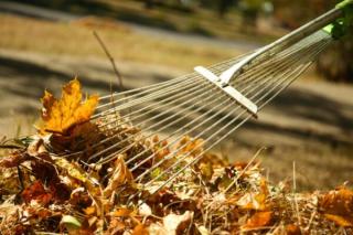 raking-leaves